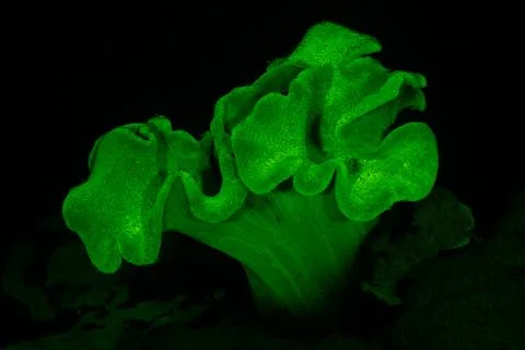 Toadstool Leather Coral fluorescing on fluo night dive in Raja Ampat, West .. Stock Photos