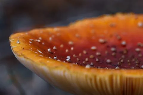 Toadstool macro picture Stock Photos