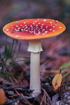Toadstool macro picture Stock Photos