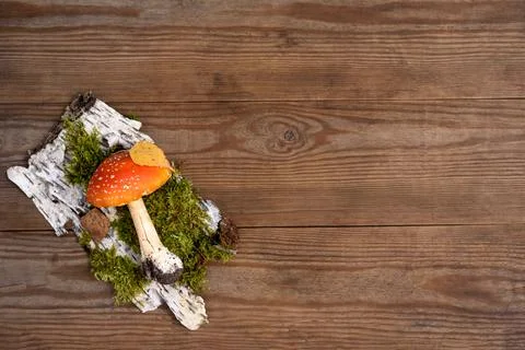 Toadstool with moss and tree bark on wooden background Stock Photos