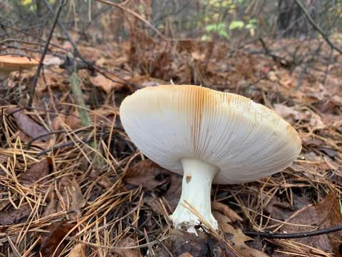 Toadstool mushroom in the autumn deciduous forest. Dangerous mushrooms among  Stock Photos