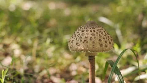 Toadstool mushroom in an autumn forest, learning to distinguish edible mushrooms Stock Footage 293683650