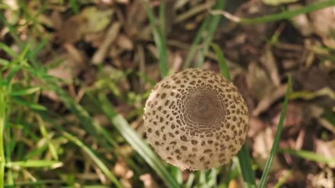 Toadstool mushroom in an autumn forest, learning to distinguish edible mushrooms Stock Footage 293683654