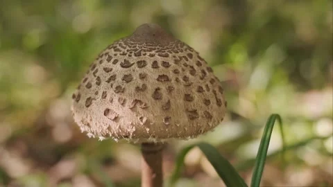 Toadstool mushroom in an autumn forest, learning to distinguish edible mushrooms Stock Footage 293683655