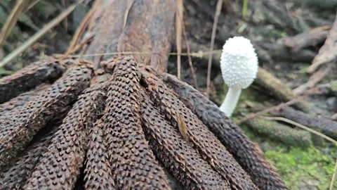 Toadstool mushroom Stock Footage 315615113
