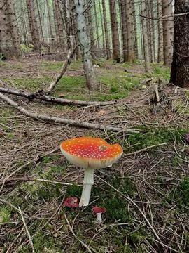 Toadstool mushroom in the forest of Norway Foto stock