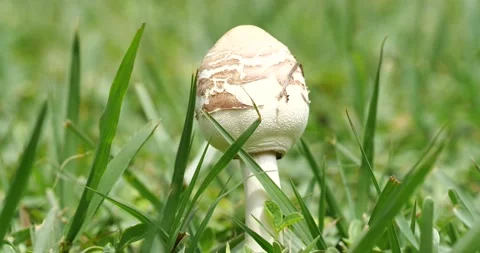 Toadstool, Mushroom, Fungus Stock Footage 135993337