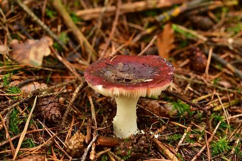 Toadstool mushroom in German Forest Odenwald fall Autumn Stock Photos