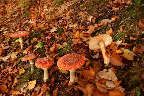 Toadstool mushroom in German Forest Odenwald fall Autumn Stock Photos