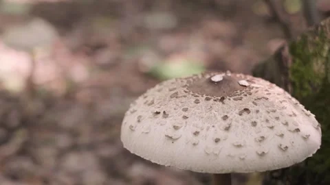 Toadstool mushroom growing in the forest, mushroom foraging, identifying edible Stock Footage 293683728