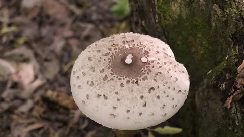 Toadstool mushroom growing in the forest, mushroom foraging, identifying edible Stock Footage 293683739