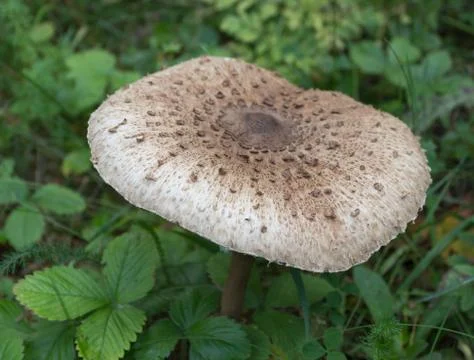 Toadstool mushroom Stock Photos