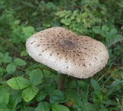 Toadstool mushroom Stock Photos