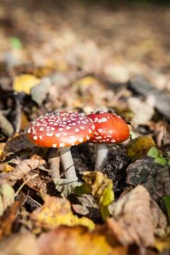 Toadstool mushroom Stock Photos