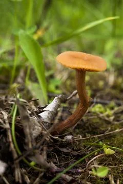 Toadstool mushroom Stock Photos