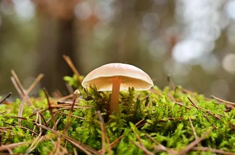 A toadstool mushroom with a thin stem and a lampshade-like cap. Stock Photos