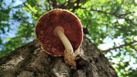 Toadstool mushroom on tree trunk Stock Footage 230956414