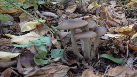 Toadstool mushrooms among withered leaves Stock Footage 197015992