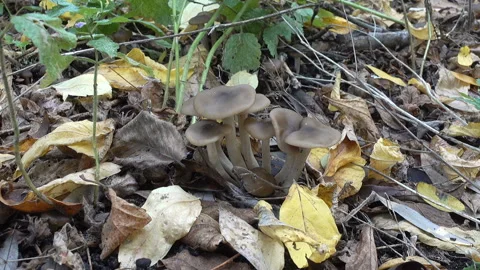 Toadstool mushrooms in the autumn forest Stock Footage 141002777