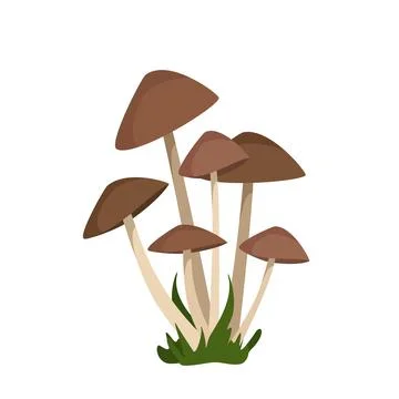 Toadstool mushrooms with brown caps Stock Illustration