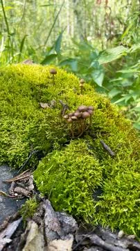 Toadstool mushrooms grow on a tree. Toadstool on the tree bark. Stock Photos