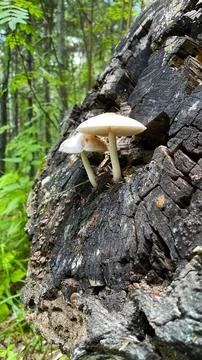 Toadstool mushrooms grow on a tree. Toadstool on the tree bark. Stock Photos