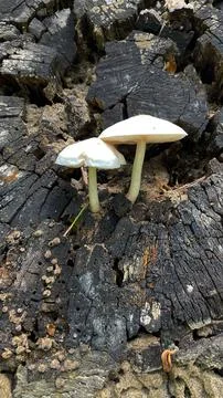 Toadstool mushrooms grow on a tree. Toadstool on the tree bark. Stock Photos