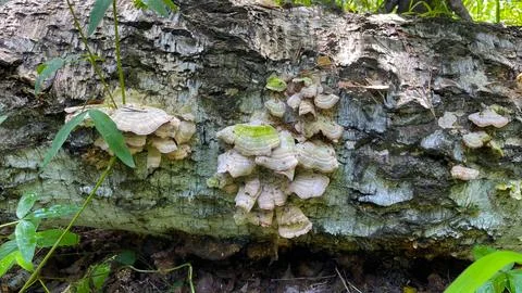 Toadstool mushrooms grow on a tree. Toadstool on the tree bark. Stock Photos