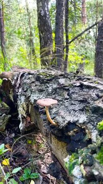 Toadstool mushrooms grow on a tree. Toadstool on the tree bark. Stock Photos