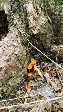 Toadstool mushrooms grow on a tree. Toadstool on the tree bark. Stock Photos