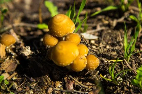 Toadstool Mushrooms in Nature Foto stock
