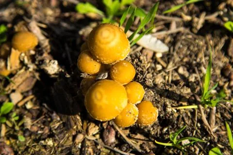 Toadstool Mushrooms in Nature Stock Photos