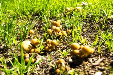 Toadstool Mushrooms in Nature Foto stock