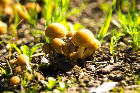 Toadstool Mushrooms in Nature Foto stock
