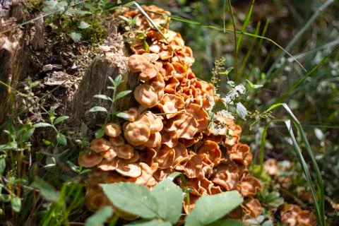 Toadstool mushrooms on a stump in the forest Stock Photos