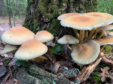 Toadstool mushrooms on a tree stump in an autumn deciduous forest. A dangerou Stock Photos