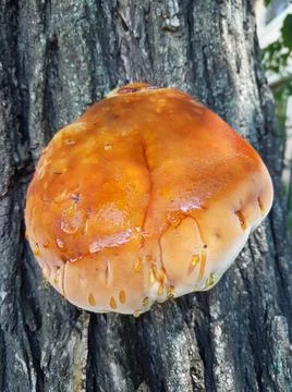Toadstool mushrooms in the wild forest Stock Photos