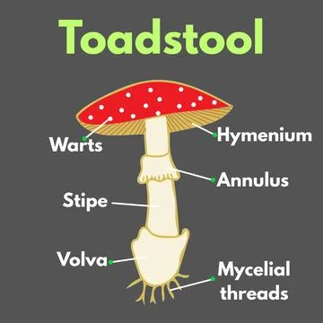 Toadstool with parts labelled microbiology science illustration Stock Illustration
