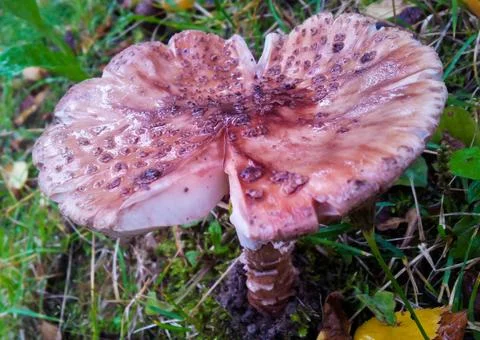 Toadstool Stock Photos