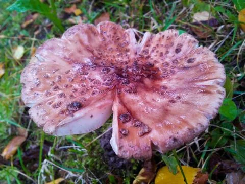 Toadstool Stock Photos