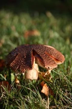 Toadstool Stock Photos