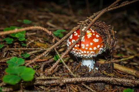 Toadstool Stockfoto's