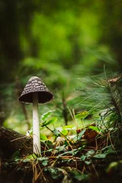 Toadstool Stock Photos