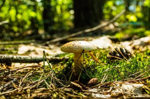 Toadstool Stock Photos