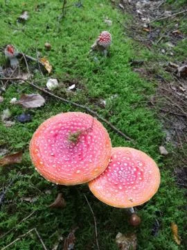 TOADSTOOL Stock Photos
