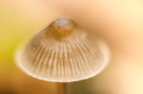 Toadstool Stock-Fotos