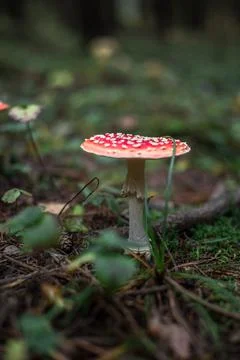 Toadstool Stock Photos