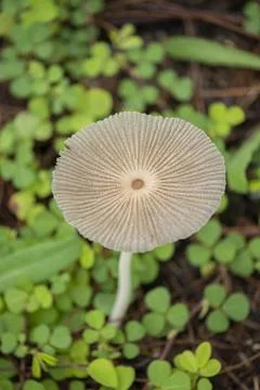 Toadstool Stock Photos