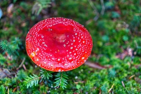 Toadstool red beautifully colored in autumn forest Stock Photos