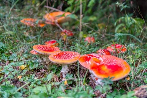 Toadstool red beautifully colored in autumn forest Stock Photos